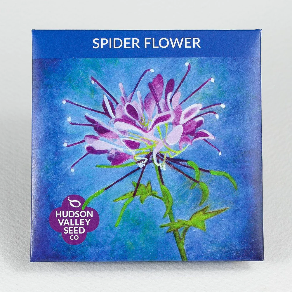 HV Spider Flower